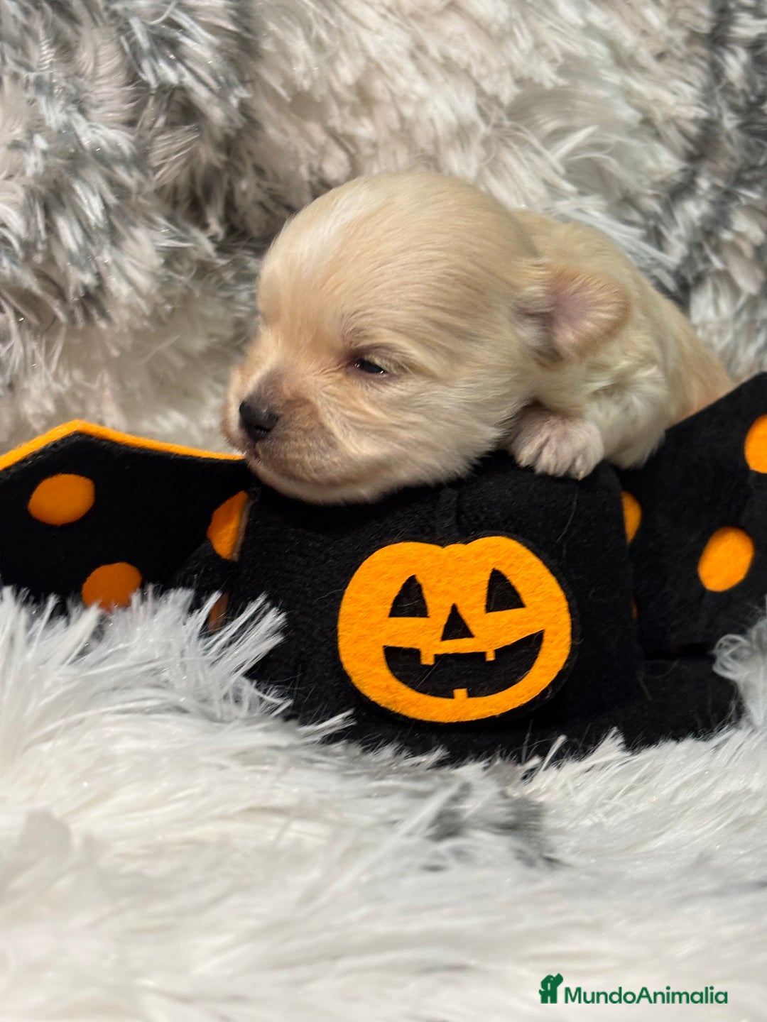 Maltipoo perros en venta: Maltipoo Machos  - Imagen 4