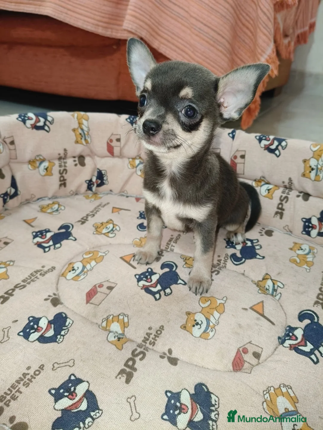 Chihuahua perros en venta: Chihuahua Toy - Anuncio 2