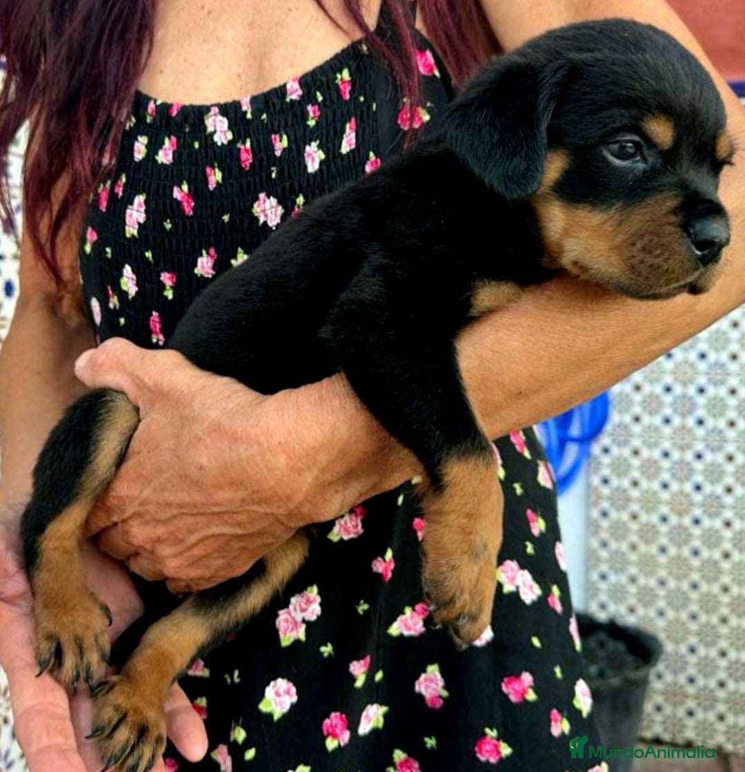 Rottweiler perros en venta: ROTTWEILER - Anuncio 7