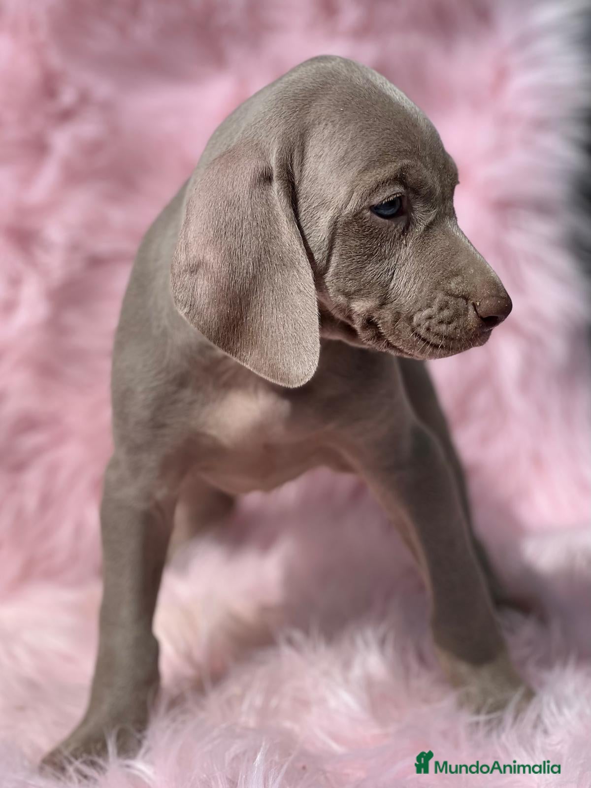 Weimaraner perros Braco weimar  hembra  en Barcelona - Anuncio 2