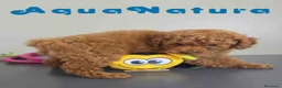 Caniche Toy perros en venta: Caniche Macho 1919 AQUANATURA - Anuncio 7