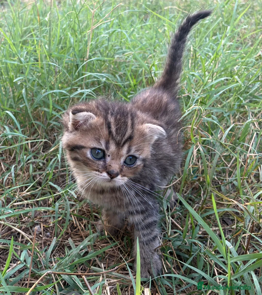 Scottish Fold gatos en venta: Scottish fold - Anuncio 6