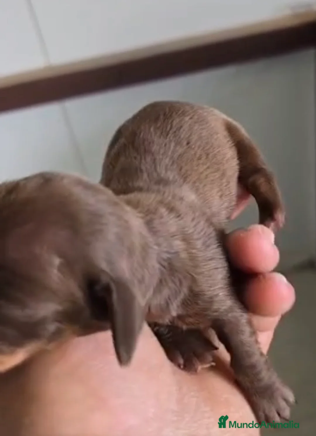 Teckel Miniatura perros en venta: Teckel hembra chocolate miniatura🔥🐾🩷 - Anuncio 2