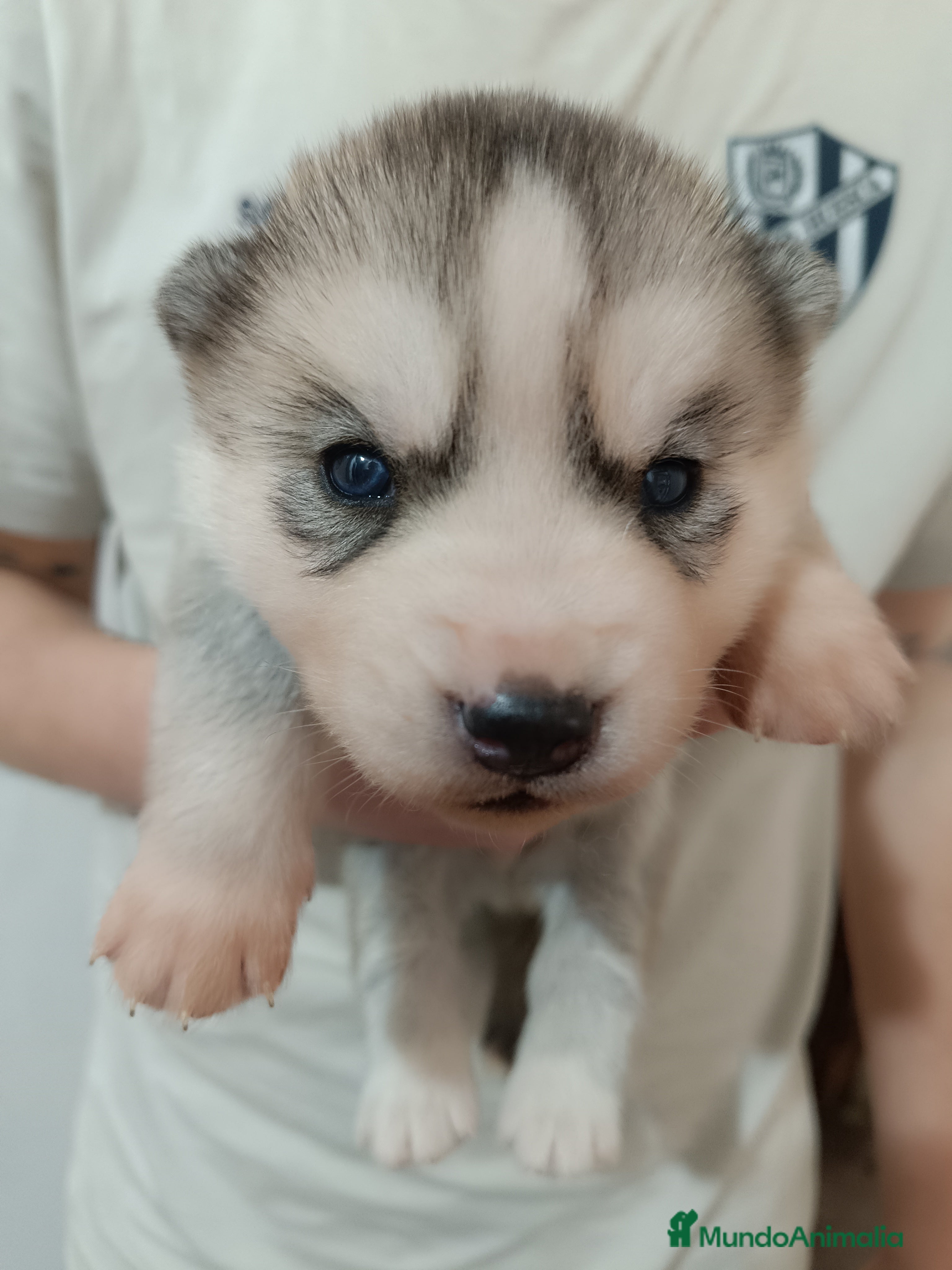 Husky Siberiano perros Husky siberiano camada - Anuncio 15