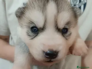 Husky Siberiano perros Husky siberiano camada - Anuncio 15