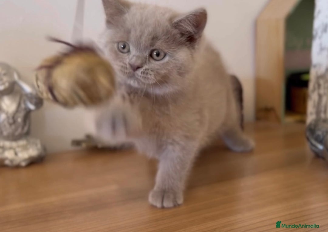 Scottish Fold gatos en venta: HEMBRA BRITISHSHORT HAIR LILAC - Imagen 3