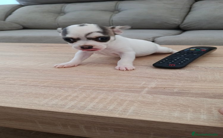 Chihuahua perros - Anuncio 1