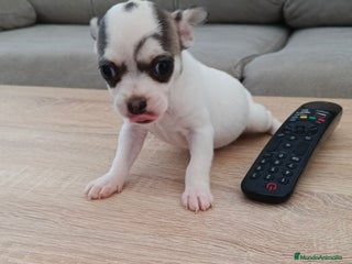 Chihuahua perros - Anuncio 2