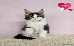 Maine Coon gatos en venta: Gatitos Maine Coon - Imagen 3