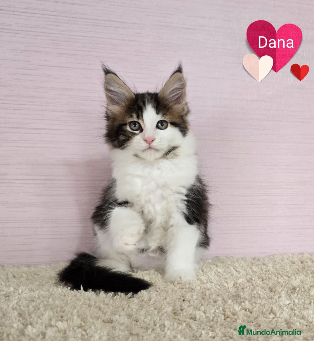 Maine Coon gatos en venta: Gatitos Maine Coon - Imagen 3