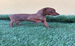 Yorkshire Terrier perros en venta: milcachorros.es disponemos casi todas las razas  - Imagen 10