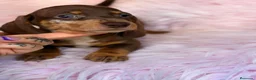 Teckel Miniatura perros en venta: TECKEL MINIATURA CHOCOLATE  - Anuncio 3