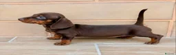 Teckel Miniatura perros en venta: Teckel miniatura - Anuncio 2