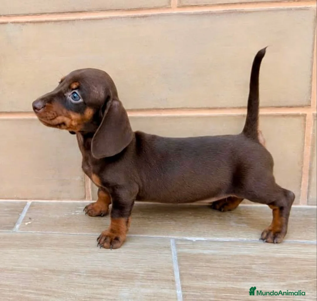 Teckel Miniatura perros en venta: Teckel miniatura - Anuncio 2