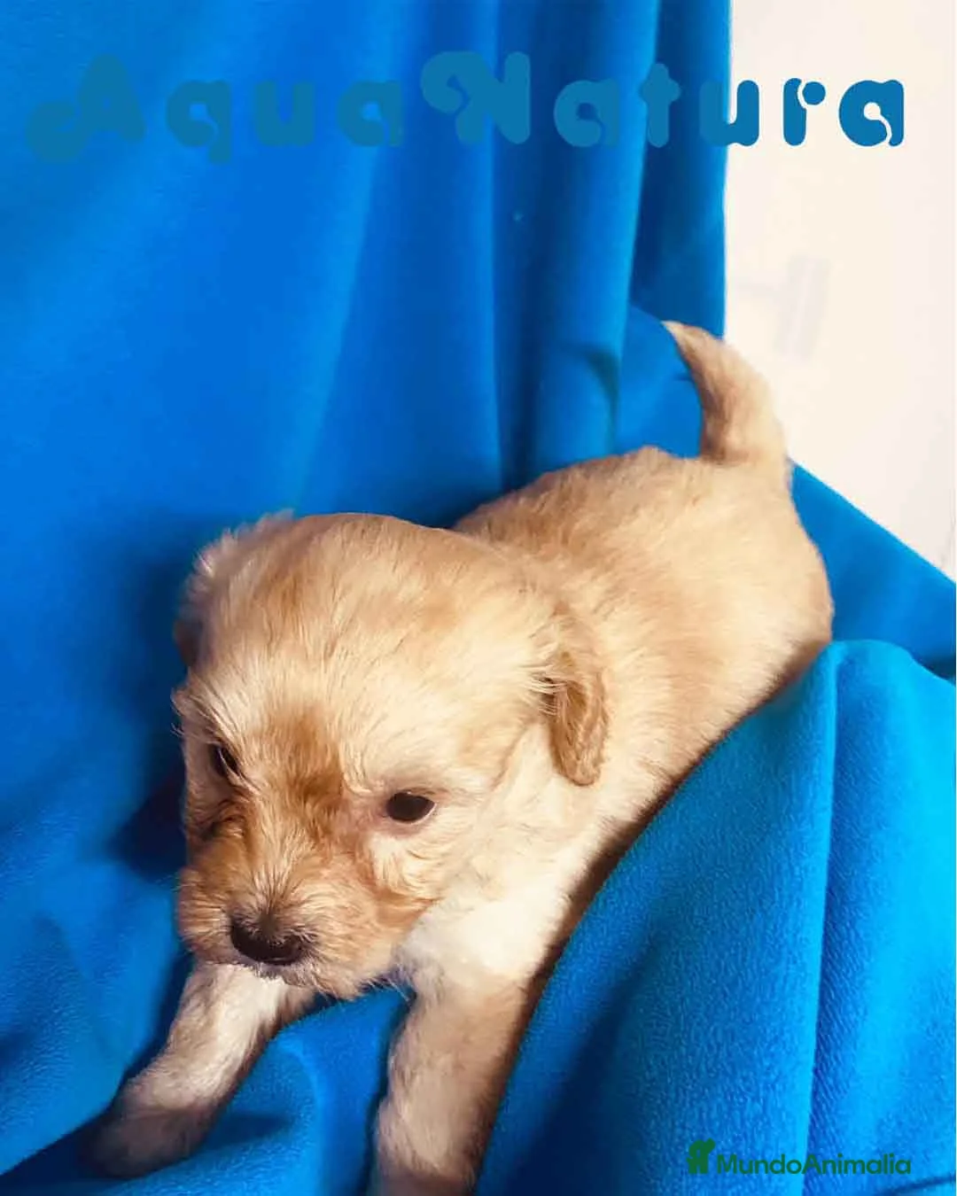 Maltipoo perros en venta: Maltipoo Hembra de Malita y Alejo 6276 AQUANATURA en Barcelona - Anuncio 2