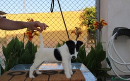 Fox Terrier de Pelo Liso perros en venta: Cachorros de fox Terrier  - Imagen 3