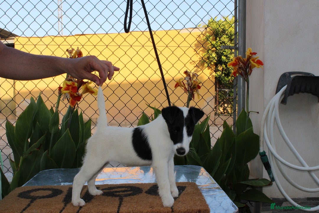 Fox Terrier de Pelo Liso perros en venta: Cachorros de fox Terrier  - Imagen 3