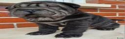 Shar Pei perros en venta: EXCELENTE CAMADA DE SHAR PEI - Anuncio 11