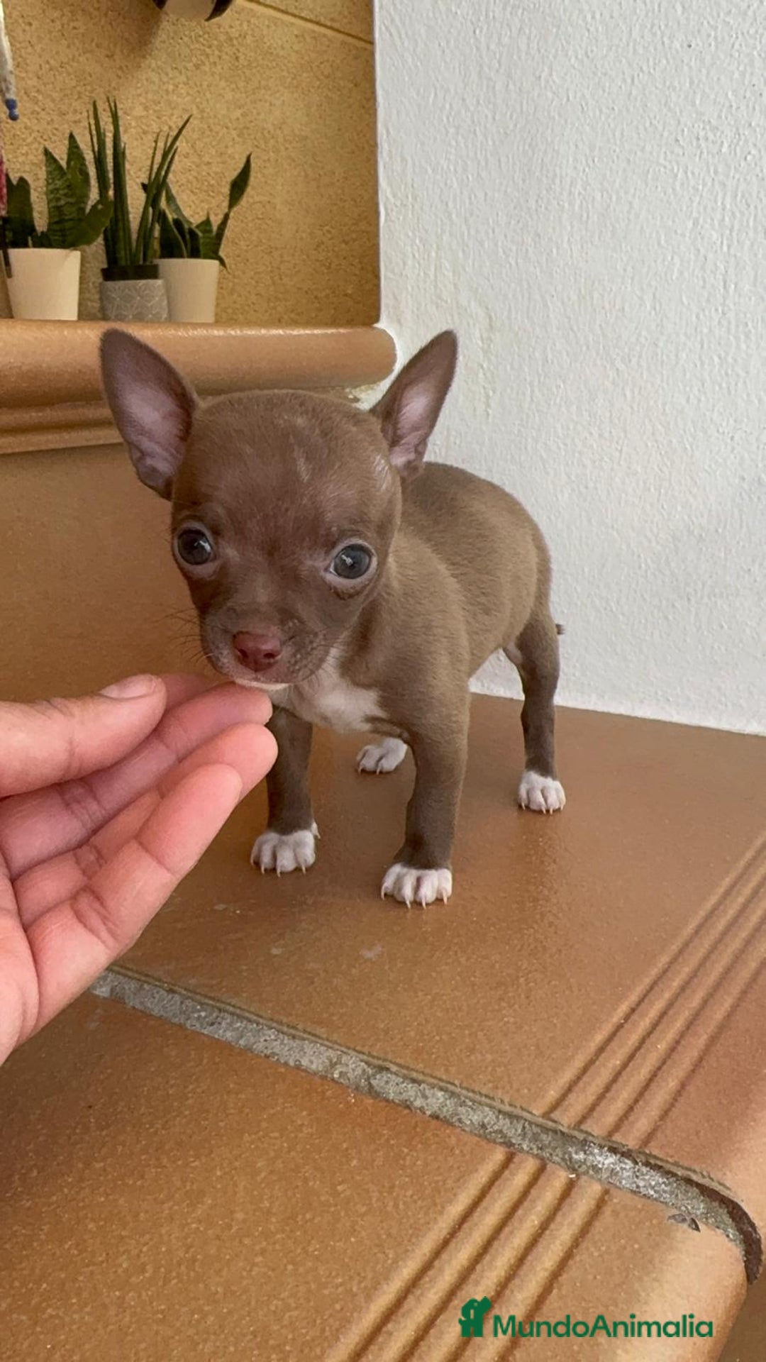 Chihuahua perros en venta: CHIHUAHUA HEMBRA - Anuncio 1