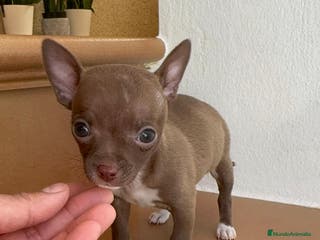 Chihuahua perros CHIHUAHUA HEMBRA - Anuncio 1