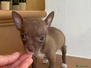 Chihuahua perros CHIHUAHUA HEMBRA - Anuncio 13