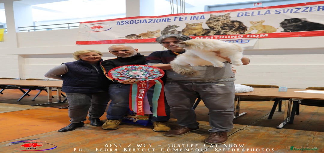 Imagen de galería {{count}}