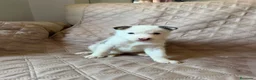 Husky Siberiano perros en venta: Disponibles Huskys Siberianos  - Anuncio 5