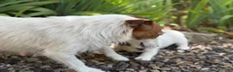 Jack Russell Terrier perros en venta: Jack Russell de pelo duro ( Brush) 🐾🐾🐾 - Anuncio 2