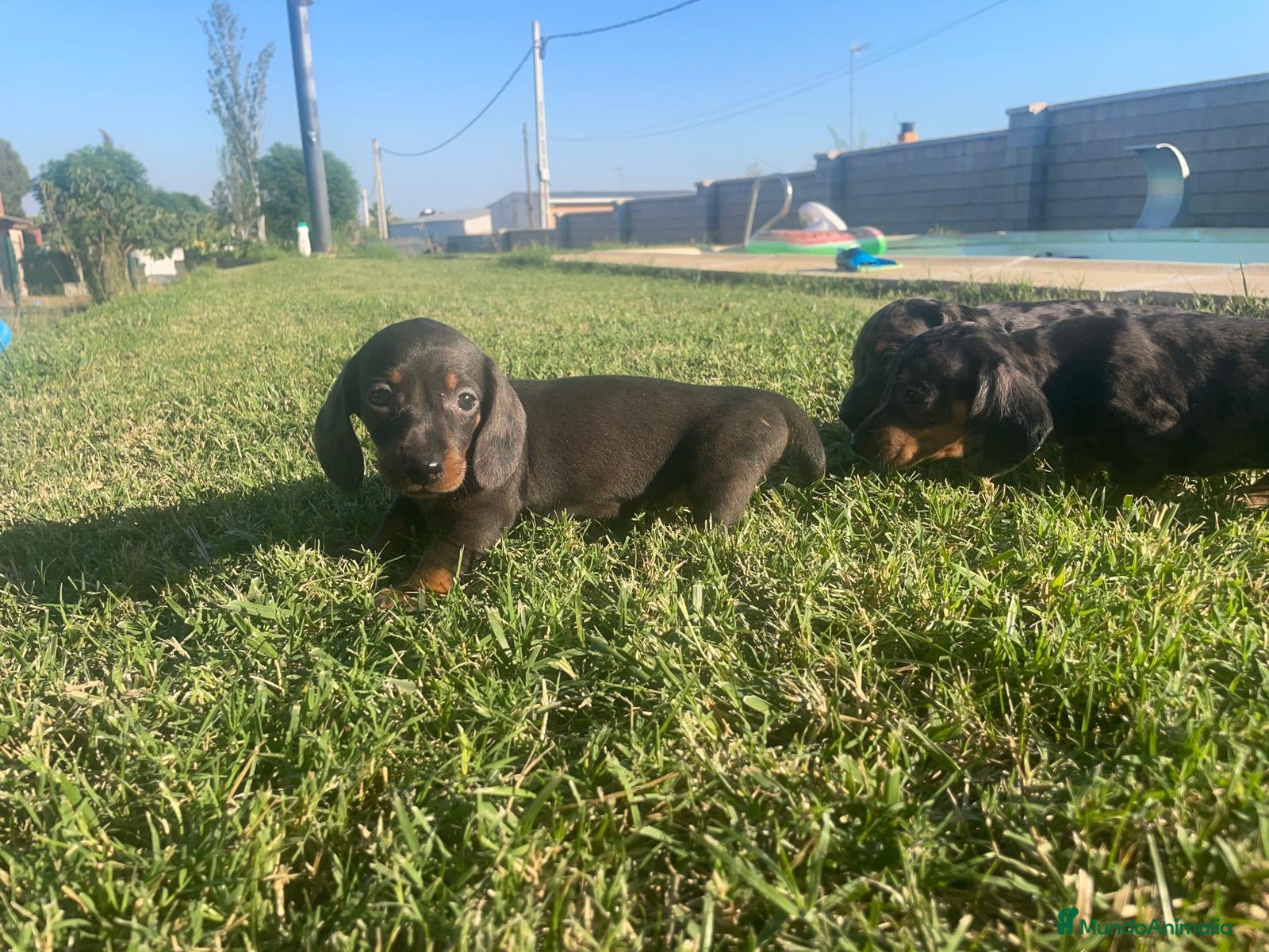 Teckel Miniatura perros teckel kaninchen  - Anuncio 31