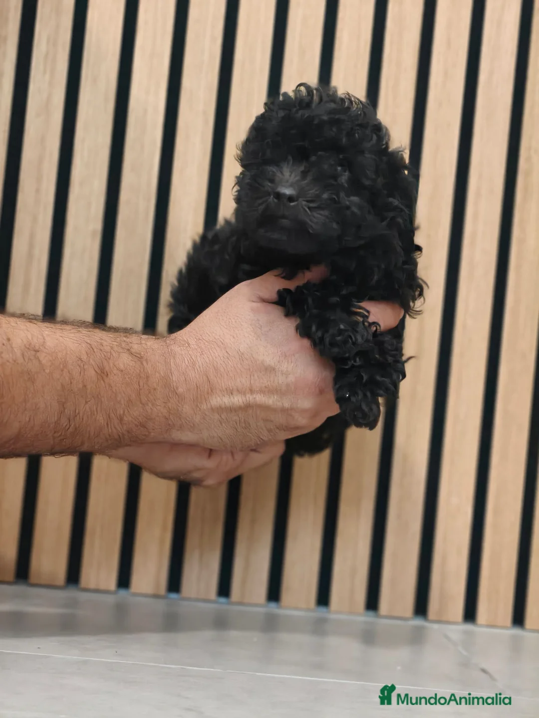 Caniche Toy perros en venta: Caniche Toy disponibles Macho y Hembra  - Anuncio 5