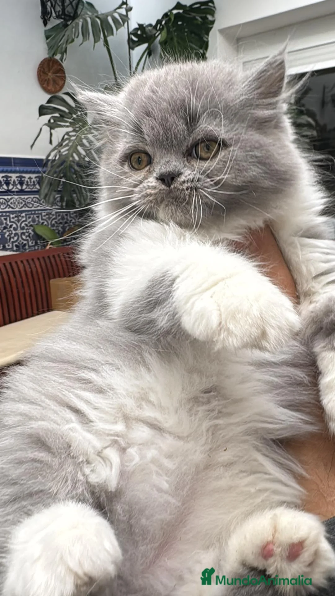 Persa gatos en venta: Persa - Anuncio 1