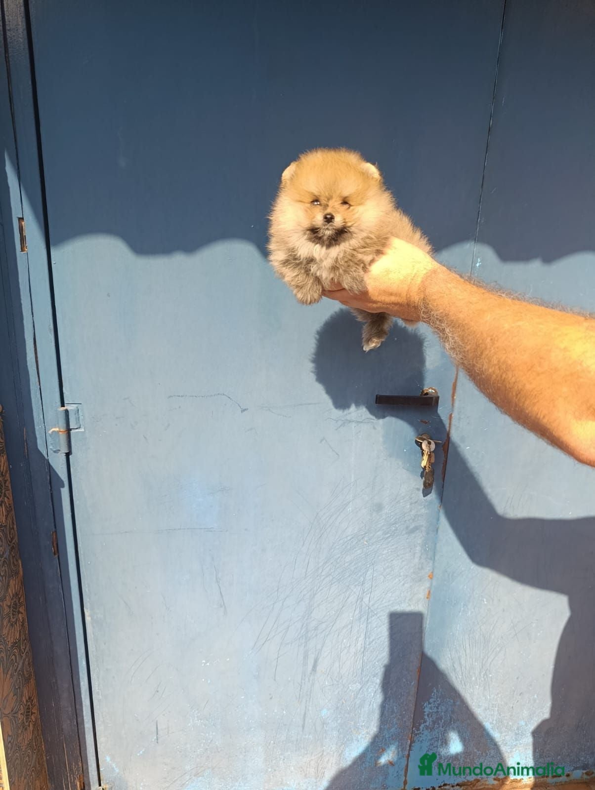 Pomerania perros Pomerania ositos toy ‼️ - Anuncio 1