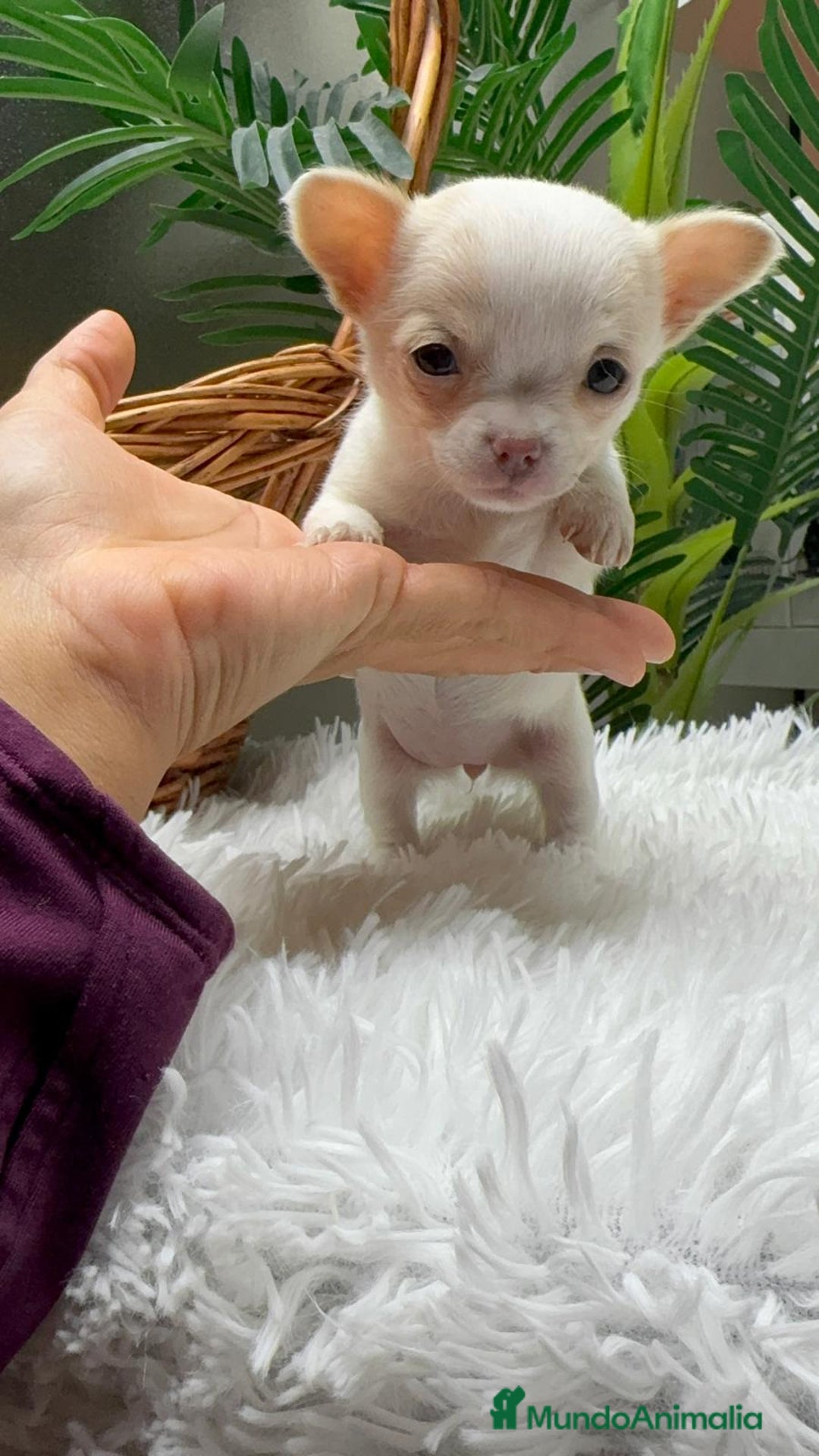 Chihuahua perros en venta: CHIHUAHUA HEMBRA - Anuncio 3