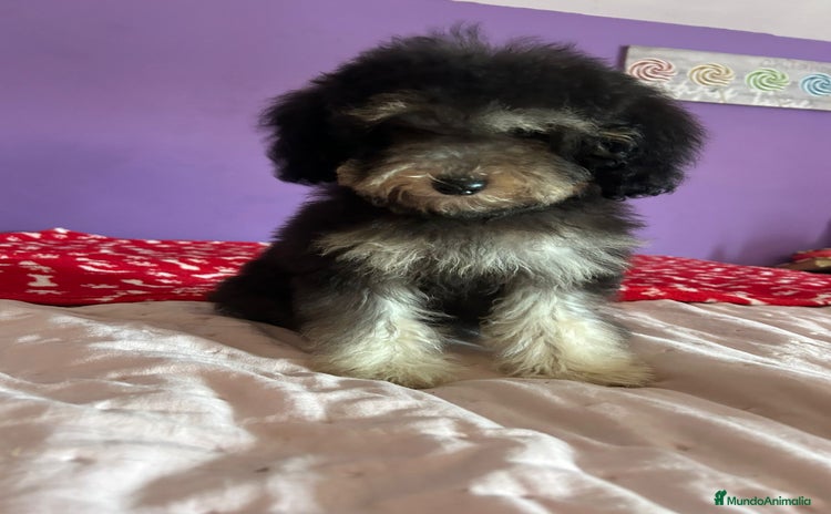 Caniche Toy perros - Anuncio 2