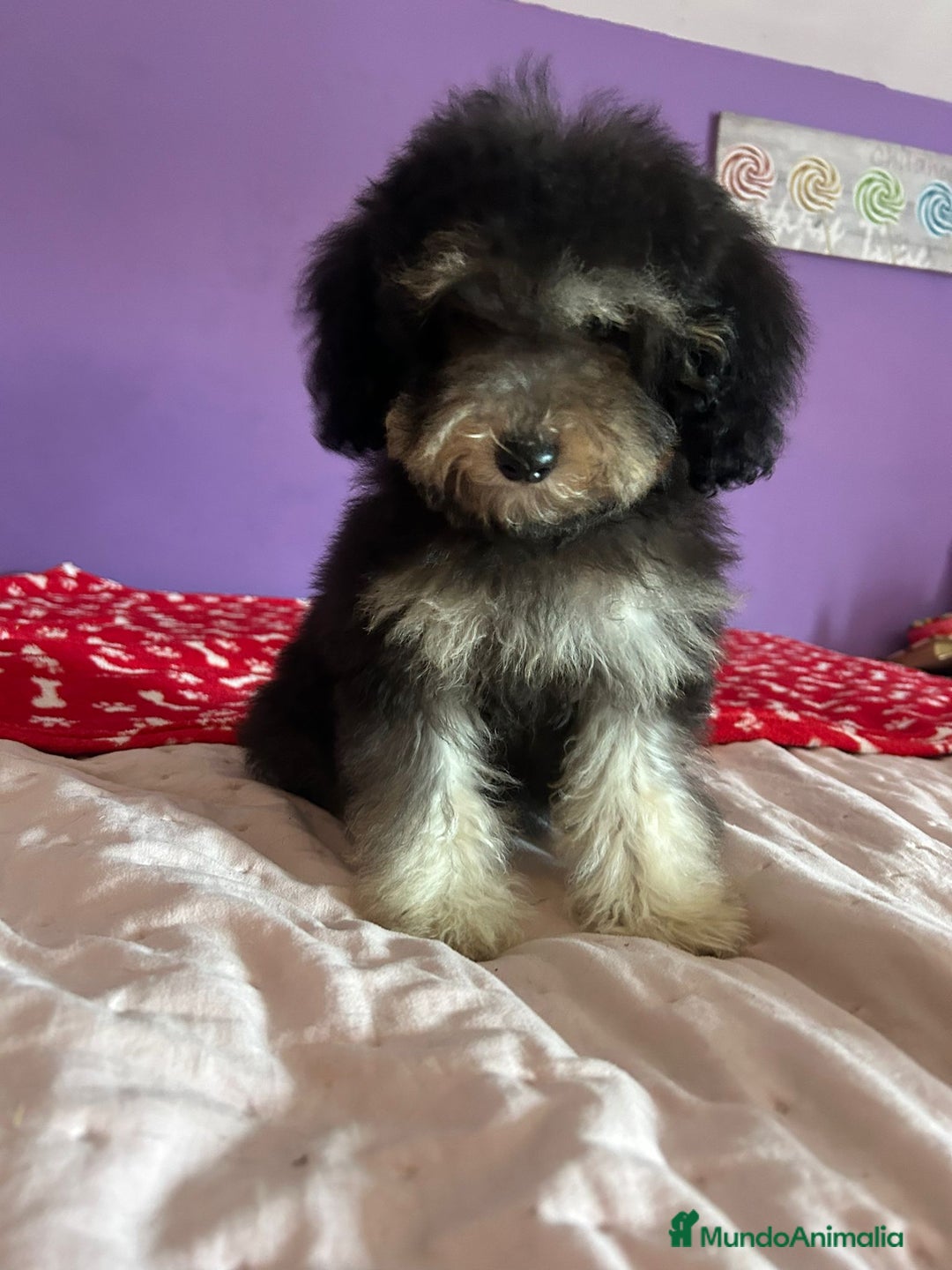 Caniche Toy perros en venta: Caniches toy !! - Imagen 1