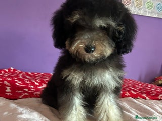 Caniche Toy perros - Anuncio 32