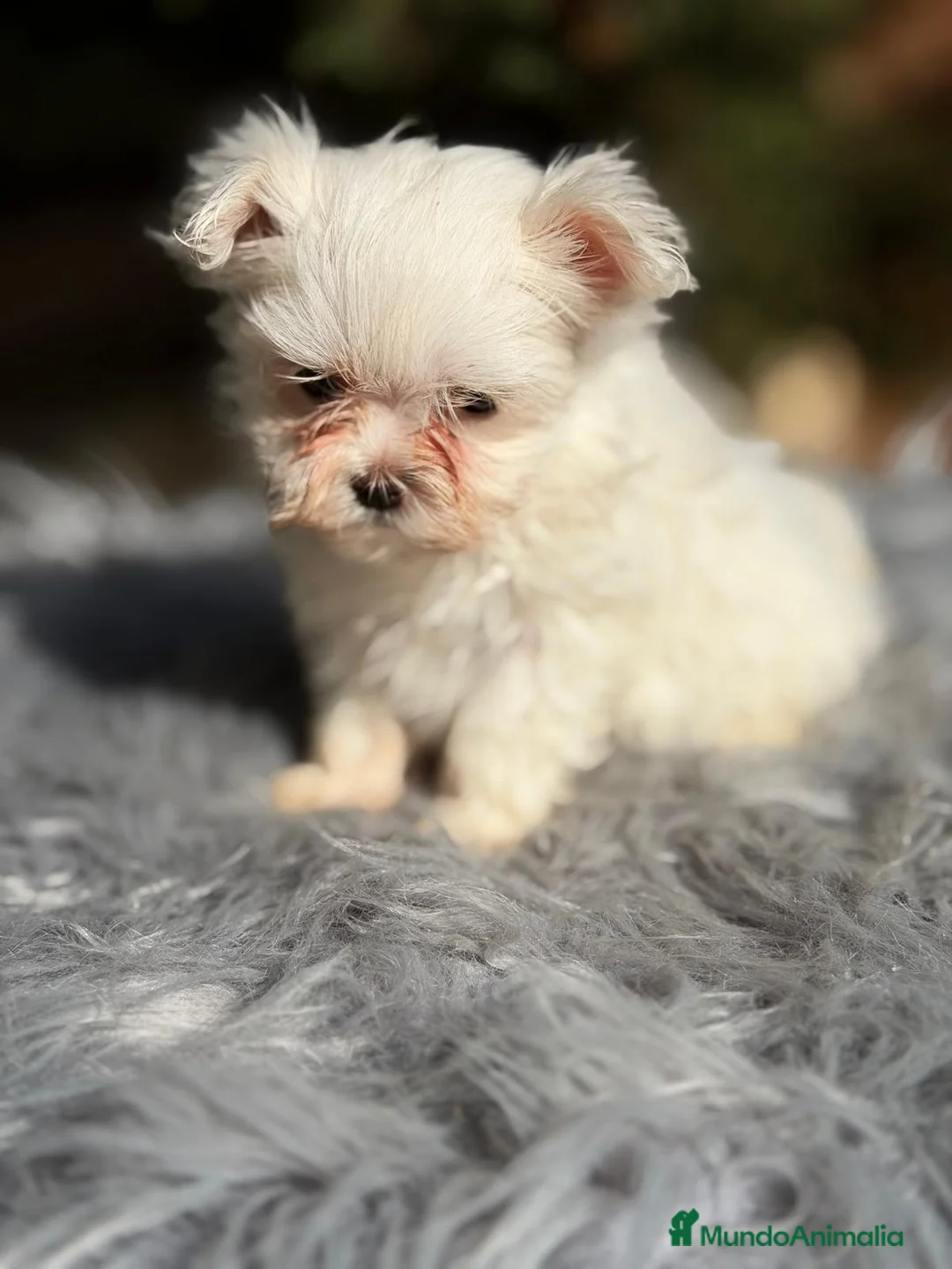 Bichón Maltés perros en venta: BICHÓN MALTÉS MACHO - Anuncio 2