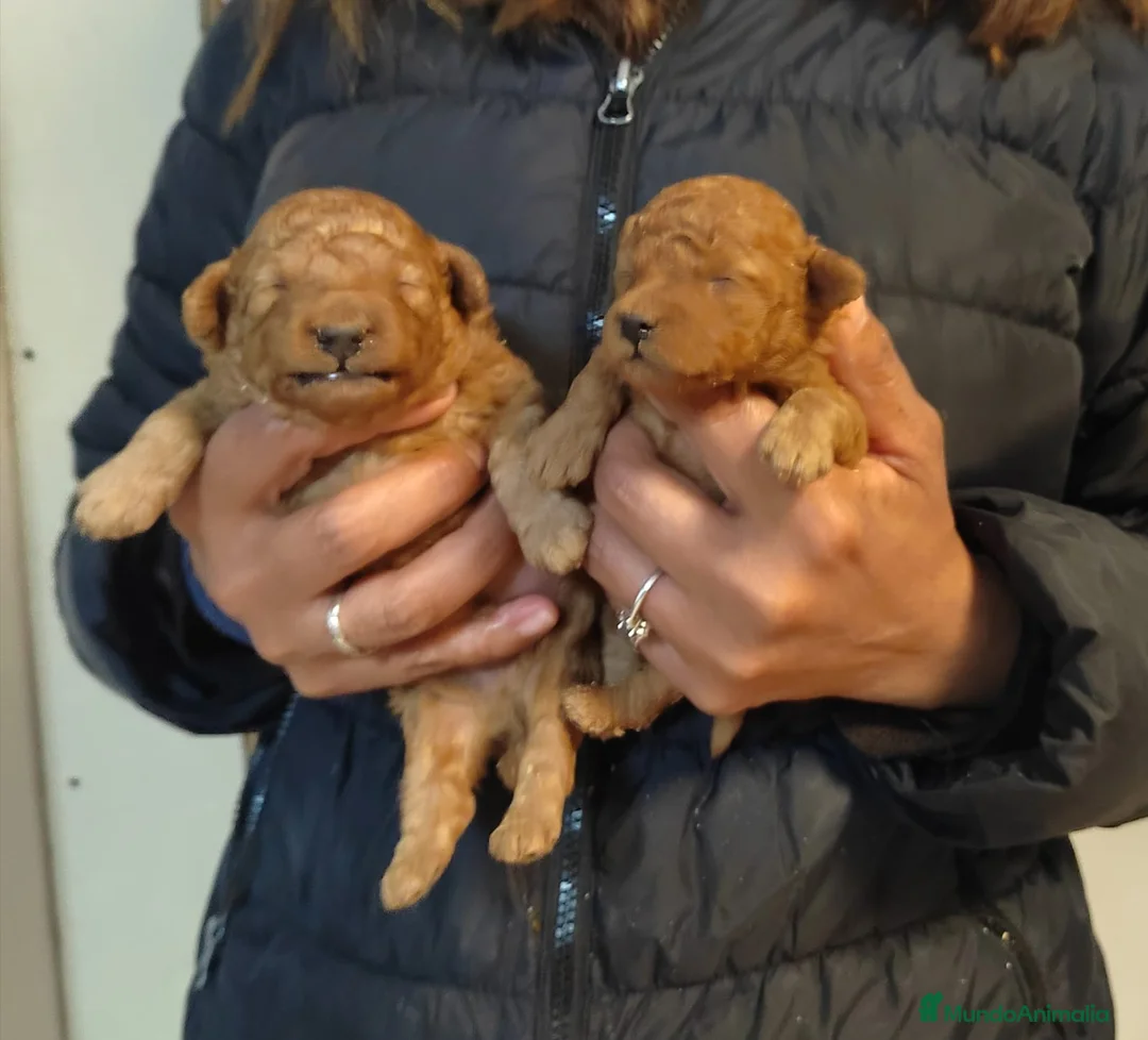Caniche Toy perros en venta: Caniche rojo toy - Anuncio 2