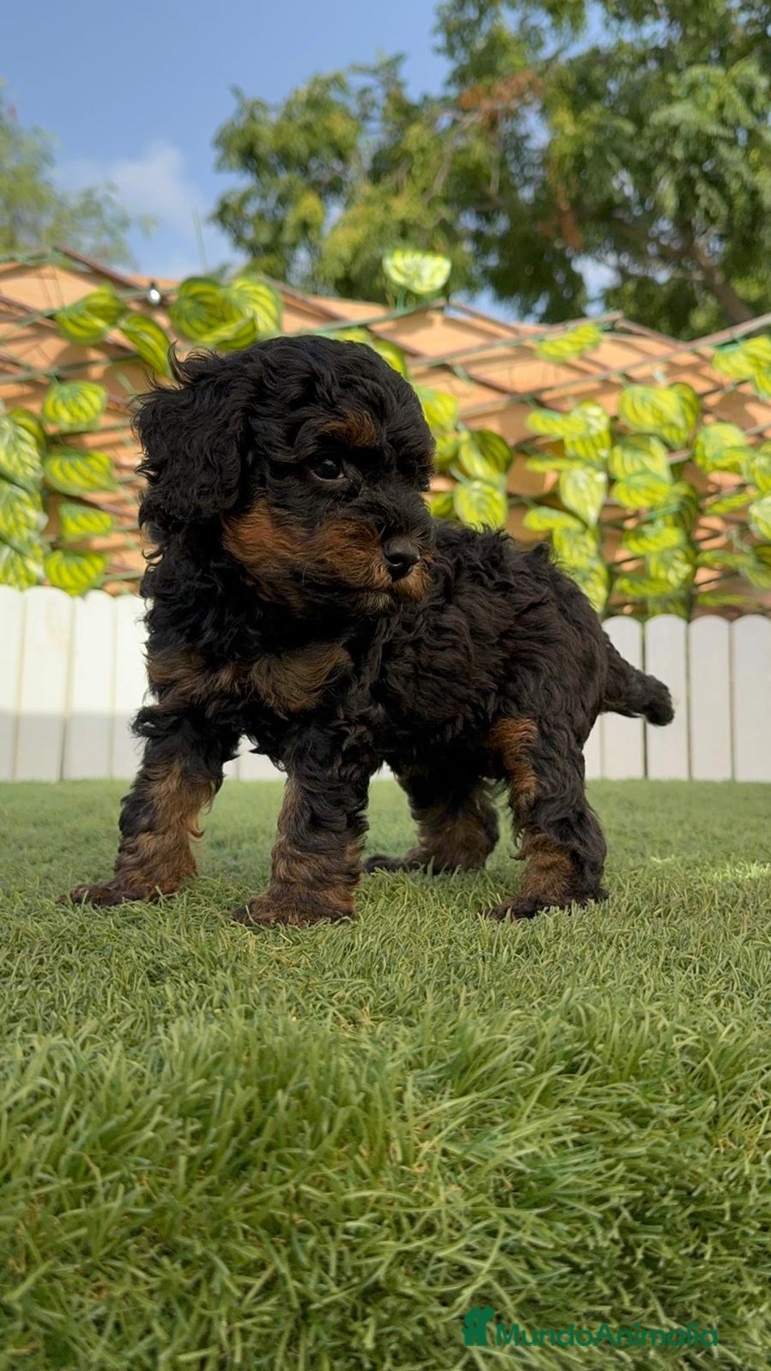 Caniche Toy perros en venta: CANICHE TOY HEMBRA - Imagen 2