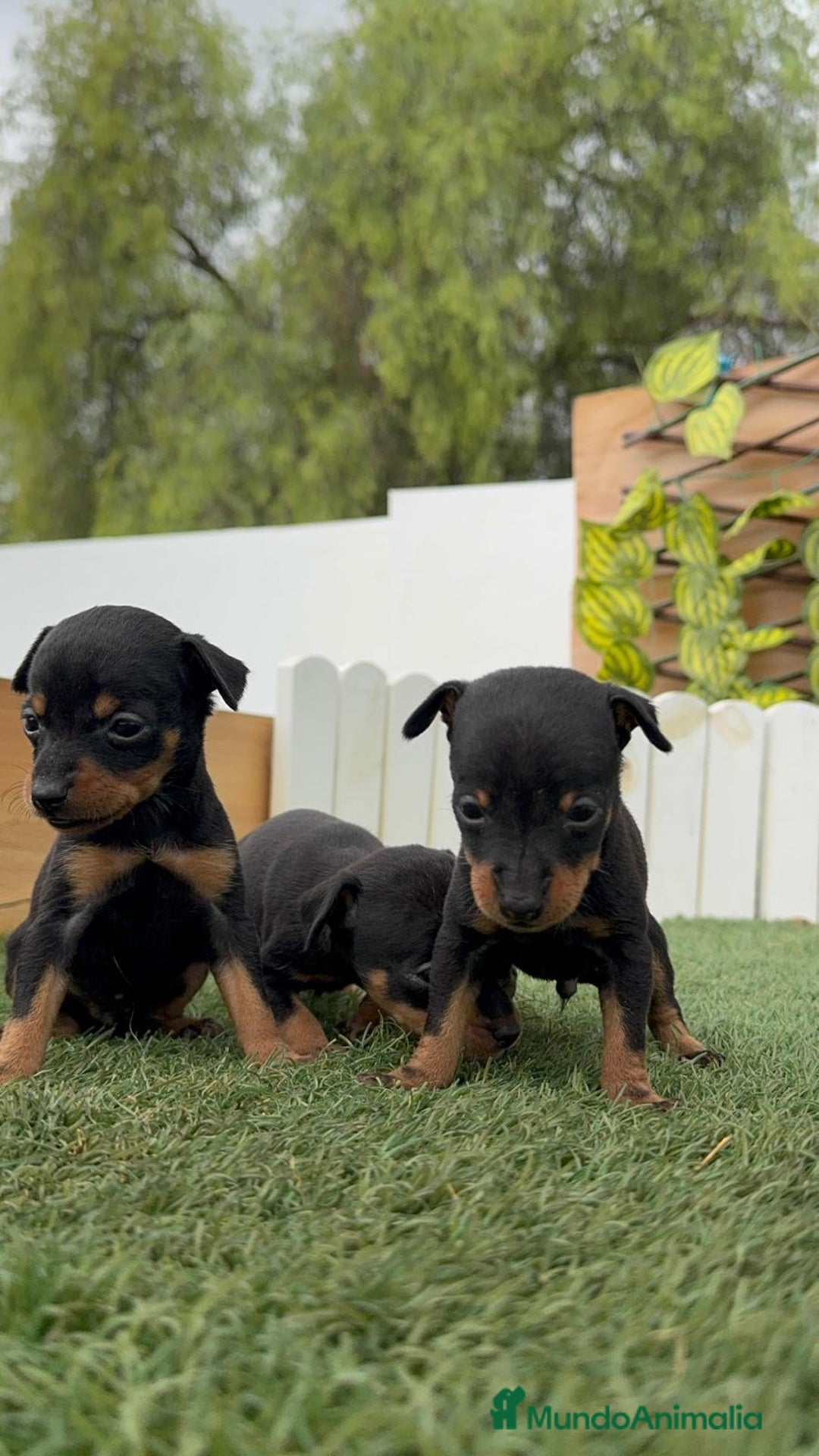 Pinscher Miniatura perros en venta: PINSCHER MINIATURA HEMBRAS - Imagen 11