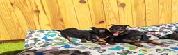 Pinscher Miniatura perros en venta: Pincher miniatura - Anuncio 1