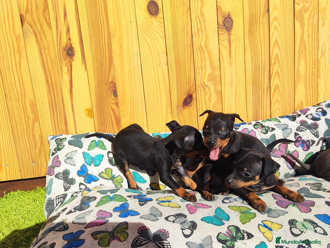 Pinscher Miniatura perros en venta: Pincher miniatura - Anuncio 1