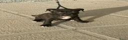 American Pit Bull Terrier perros en venta: Pitbull  - Anuncio 6