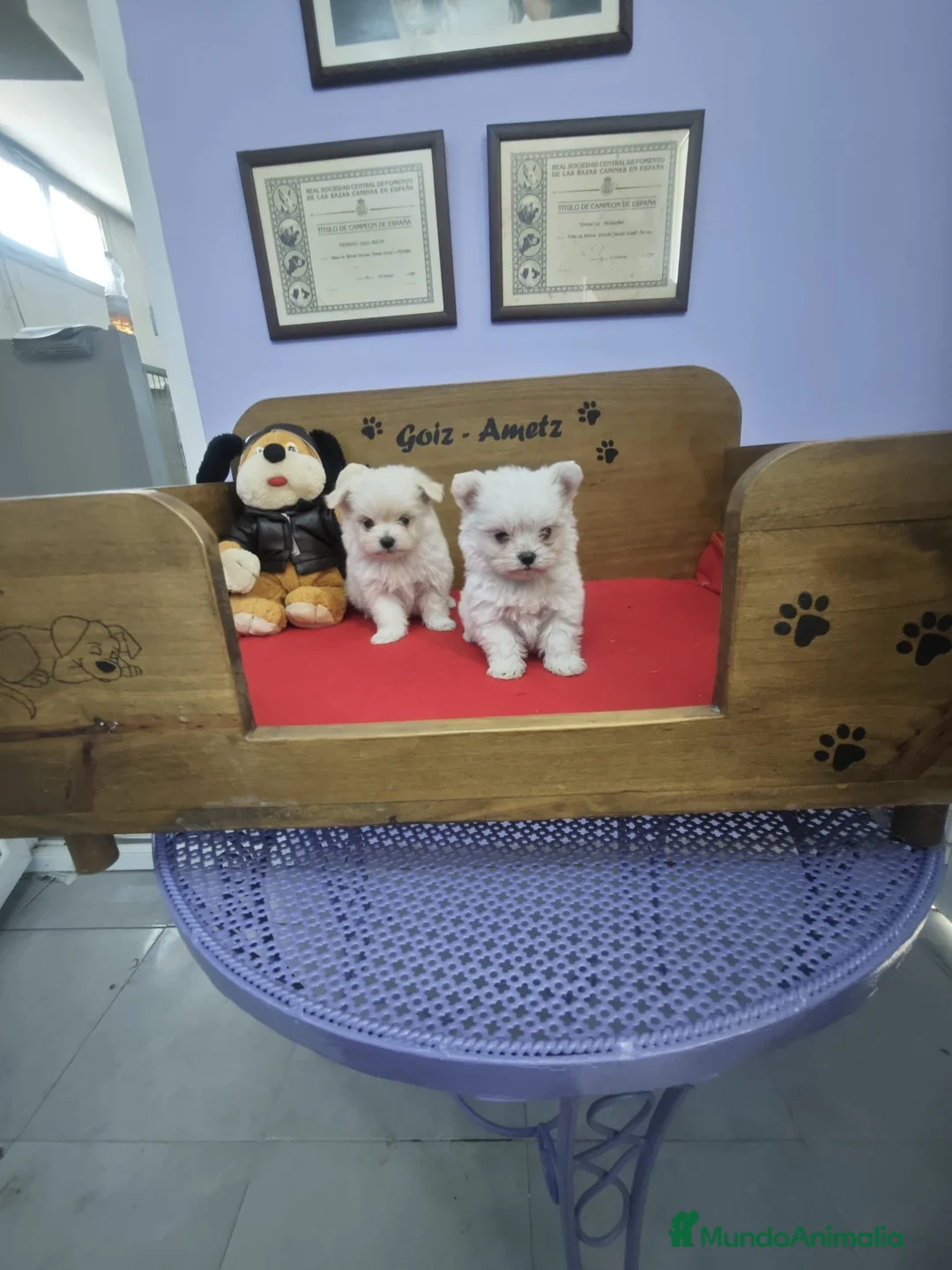 Bichón Maltés perros en venta: BICHON MALTES HEMBRAS - Anuncio 5