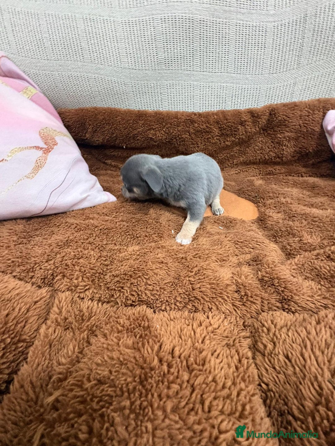 Chihuahua perros en venta: Impresionante Chihuahua blue - Anuncio 6