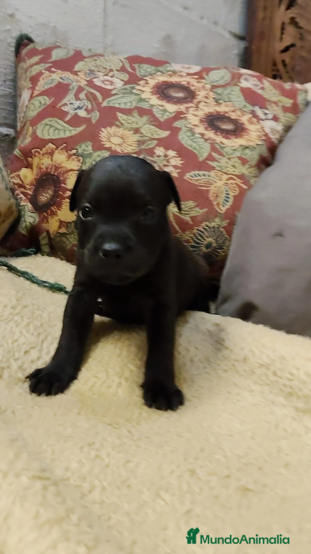 Staffordshire Bull Terrier perros en venta: Staffordshire Bull Terrier cachorros - Anuncio 3