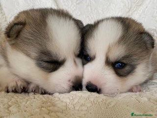 Husky Siberiano perros Huskies Siberianos Pura Raza Belleza y Nobleza - Anuncio 32