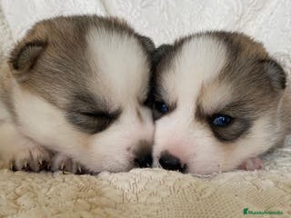 Husky Siberiano perros Huskies Siberianos Pura Raza Belleza y Nobleza - Anuncio 9