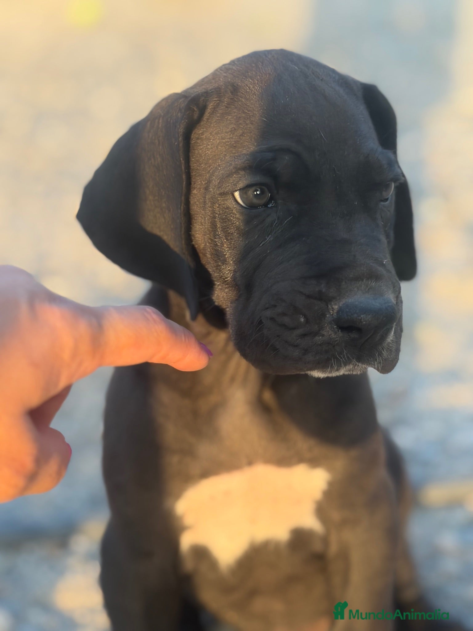 Dogo Alemán perros Dogo alemán / gran danés  - Anuncio 1