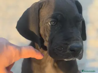 Dogo Alemán perros Dogo alemán / gran danés - Anuncio 1